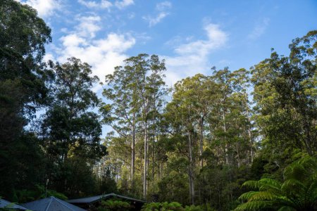hermosos árboles de goma y arbustos en el bosque arbusto australiano. Gumtrees y plantas nativas que crecen