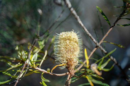 fleur de banksia jaune vif au printemps dans un parc national en Australie