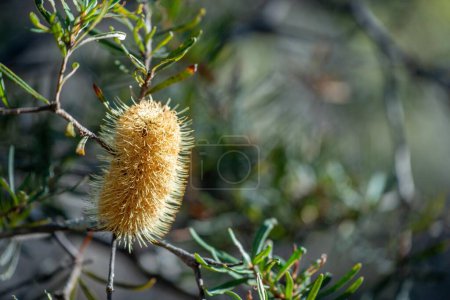 bright native yellow banksia flower in spring in a national park in australia
