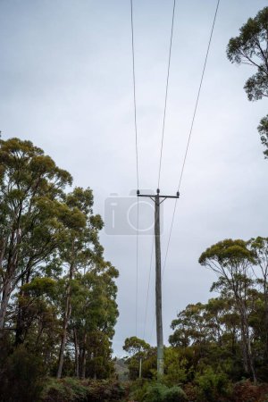 Photo for Power lines in the bush in summer in australia - Royalty Free Image
