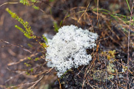 Lignin und Moos wachsen auf einem Baum im Wald im australischen Busch. Studentin erforscht Pilz und Pilzverwesung im Busch 