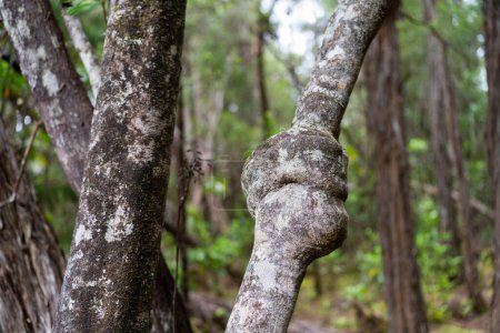 Téléchargez les photos : Beaux gommiers Arbres et arbustes dans la forêt de brousse australienne. Gumtrees et plantes indigènes poussant en Australie au printemps et en Nouvelle-Zélande - en image libre de droit