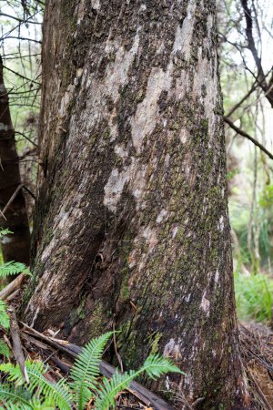 hermosos árboles de goma y arbustos en el bosque arbusto australiano. Gumtrees y plantas nativas que crecen en Australia en primavera y Nueva Zelanda