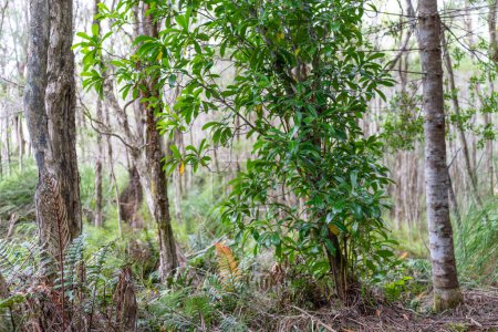 Bäume und Sträucher im australischen Buschwald. Gummibäume und einheimische Pflanzen wachsen in Australien im Frühling und Neuseeland