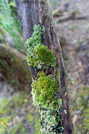 Téléchargez les photos : Beaux gommiers Arbres et arbustes dans la forêt de brousse australienne. Gumtrees et plantes indigènes poussant en Australie au printemps et en Nouvelle-Zélande - en image libre de droit