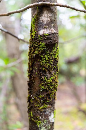 Bäume und Sträucher im australischen Buschwald. Gummibäume und einheimische Pflanzen wachsen im Frühling in Australien