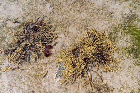 bull kelp seaweed growing on a rocky coastline by the ocean in australia and new zealand
