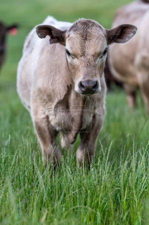 Carne de vacuno Angus y Wagyu pastando en un campo en un verano seco. Rebaño de vacas en una granja que practica la agricultura regenerativa en un paisaje agrícola. Ganado graso