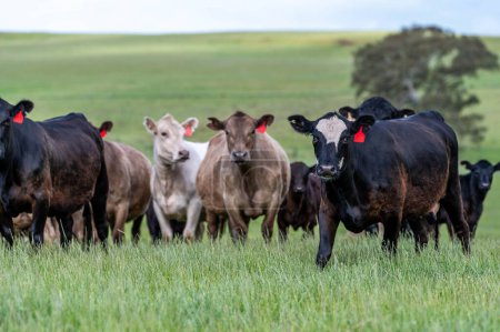 Australische Wagyu-Kühe weiden auf einem Feld auf einer Weide. Nahaufnahme einer schwarzen Anguskuh, die im Frühling auf einer Ranch in Australien Gras frisst
