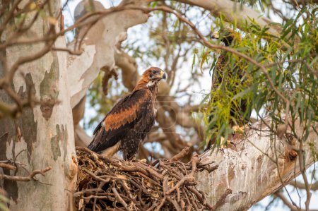 wedgetail eagle in a nest in a gum tree in australia in a nation park
