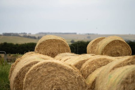 Nachhaltige Landwirtschaft Heu- und Silagerollen und -ballen auf einer Farm in Australien