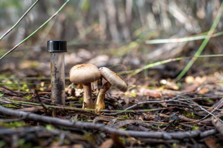 mushroom growing in the bush, turning a compost pile in a community garden. compost full of microorganisms. sustainable regenerative agriculture in australia