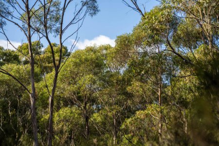 beautiful gum Trees and shrubs in the Australian bush forest. Gumtrees and native plants growing in Australia 
