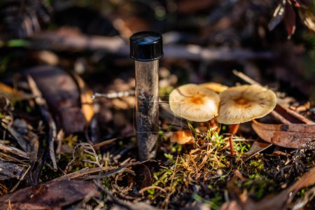 Pilze wachsen und nehmen Bodenproben Komposthaufen, organischen thermophilen Kompost Drehen in Tasmanien Australien. Landwirt hält Boden