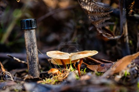 Téléchargez les photos : Champignons cultivant et prélevant des échantillons de sol tas de compost, compost thermophile organique tournant en Tasmanie Australie. Exploitation agricole sol - en image libre de droit