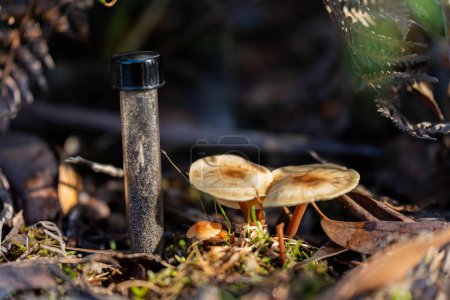 Téléchargez les photos : Champignons cultivant et prélevant des échantillons de sol tas de compost, compost thermophile organique tournant en Tasmanie Australie. Exploitation agricole sol - en image libre de droit