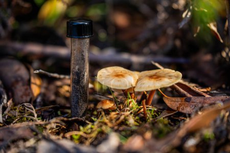Pilze wachsen und nehmen Bodenproben Komposthaufen, organischen thermophilen Kompost Drehen in Tasmanien Australien. Landwirt hält Boden