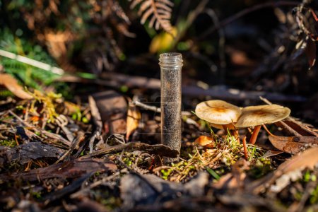 mushroom growing in the bush, turning a compost pile in a community garden. compost full of microorganisms. sustainable regenerative agriculture in australia