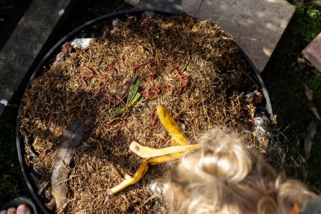 Würmer im Komposthaufen. Herstellung eines thermophilen Komposts mit Bodenbiologie für Dünger auf einem Bauernhof in einem Maschenring
