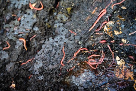 worms in compost pile. making a thermophilic compost with soil biology for fertilizer on a farm in a mesh ring