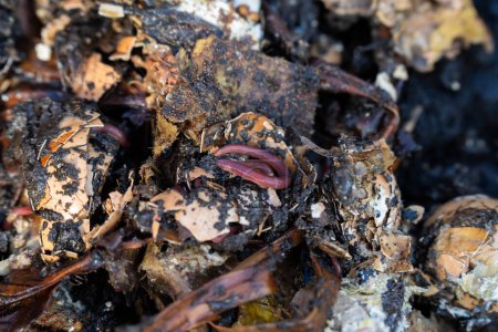 Würmer im Komposthaufen. Herstellung eines thermophilen Komposts mit Bodenbiologie für Dünger auf einem Bauernhof in einem Maschenring
