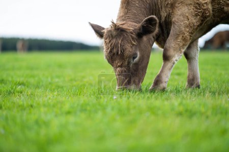 Boeuf élevé au pâturage : un choix durable pour des modes de vie sains et soutenir les agriculteurs locaux grâce à l'élevage régénératif de vaches dans les champs verts