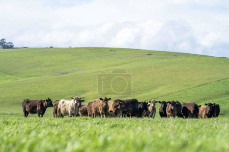 Animales felices, granjas felices en la región del corazón de América Garantizan prácticas ganaderas humanas y sostenibles para el pastoreo de ganado en pastos frescos