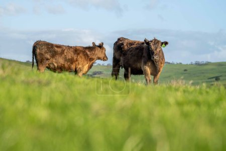 Herbe Fed Vaches dans les champs verts luxuriants pittoresques de l'Angleterre pour toujours prospérer sous le soleil dans de beaux paysages d'excellence agricole