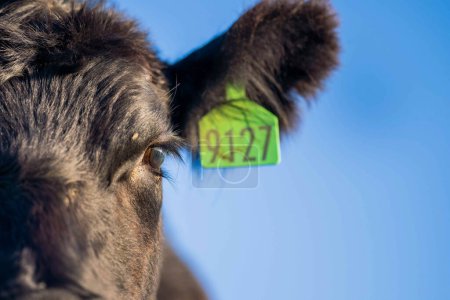 Une production de boeuf durable dans les zones rurales allemandes prospère grâce à des pratiques respectueuses de l'environnement pour les vaches heureuses errant dans les pâturages verts