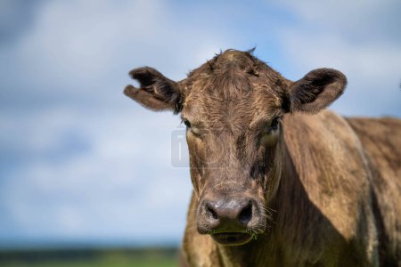 Bétail africain : des pratiques régénératives pour un avenir meilleur et une résilience climatique avec des populations de vaches prospères dans de vastes prairies au printemps