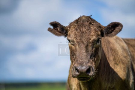 Australian-Style Grazing in European Fields of Gold Today Yields High-Quality Beef from Pasture-Raised Cattle in Bountiful Farming Landscapes