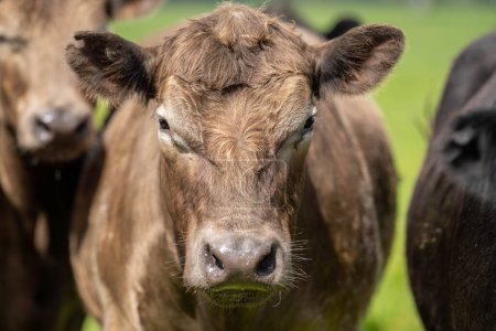 La producción sostenible de carne de vacuno en las zonas rurales de Alemania prospera con prácticas respetuosas con el medio ambiente para las vacas felices que vagan en pastos verdes