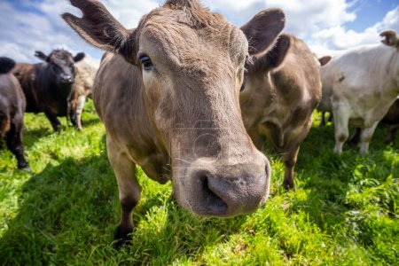 L'élevage bovin régénératif dans les pâturages verts luxuriants d'Europe nourrit quotidiennement les communautés avec un pâturage sain du bétail dans les champs idylliques en Australie