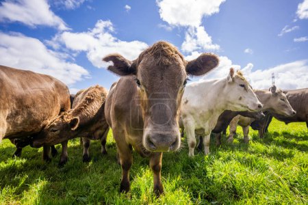 Pâturages verts, vaches heureuses, fermes durables pour les générations à venir Conservation de l'environnement et du bétail dans de beaux paysages agricoles
