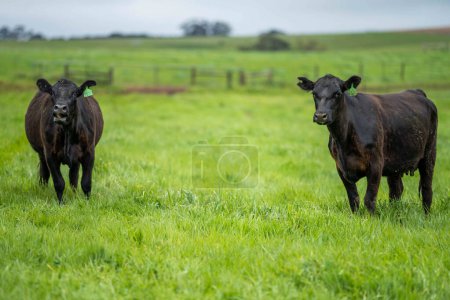 hermoso ganado en Australia comiendo hierba, pastando en pastos. Rebaño de vacuno criado en una explotación agrícola. Agricultura sostenible en Australia