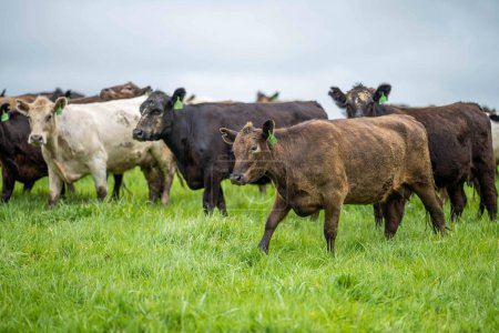 Happy Animals, Happy Farms in America's Heartland Region Assurer des pratiques animales humaines et durables pour le pâturage des bovins dans les pâturages frais