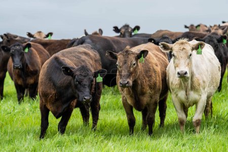 Pâturages verts, vaches heureuses, fermes durables pour les générations à venir Conservation de l'environnement et du bétail dans de beaux paysages agricoles