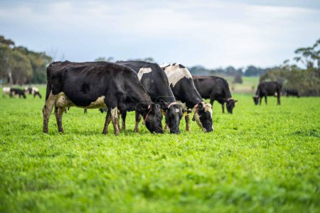 L'agriculture régénératrice dans l'industrie bovine européenne ouvre la voie à des pratiques agricoles innovantes et durables pour l'élevage et le soin de la vache dans le paysage pastoral