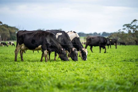 hermoso ganado en Australia comiendo hierba, pastando en pastos. Rebaño de vacuno criado en una explotación agrícola. Agricultura sostenible en Australia