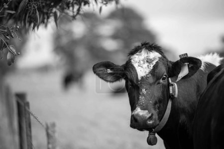 L'élevage bovin européen dans un contexte australien pour réussir dans l'agriculture durable et la gestion du bétail dans les paysages ruraux idylliques