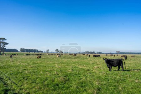 Une production de boeuf durable dans les zones rurales allemandes prospère grâce à des pratiques respectueuses de l'environnement pour les vaches heureuses errant dans les pâturages verts