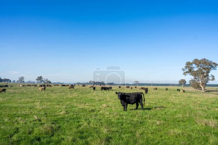 Herbe Fed Vaches dans les champs verts luxuriants pittoresques de l'Angleterre pour toujours prospérer sous le soleil dans de beaux paysages d'excellence agricole