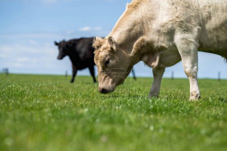 Happy Animals, Happy Farms in America's Heartland Region Assurer des pratiques animales humaines et durables pour le pâturage des bovins dans les pâturages frais