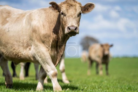 African Livestock: Regenerative Practices for a Brighter Future and Climate Resilience with Thriving Cow Populations in Vast Grasslands in spring