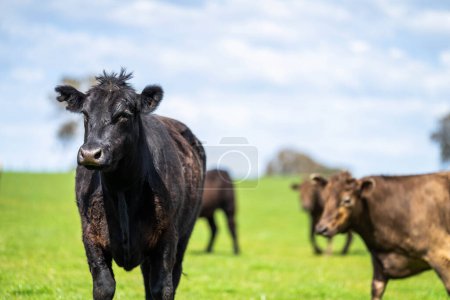 L'agriculture régénératrice dans l'industrie bovine européenne ouvre la voie à des pratiques agricoles innovantes et durables pour l'élevage et le soin de la vache dans le paysage pastoral