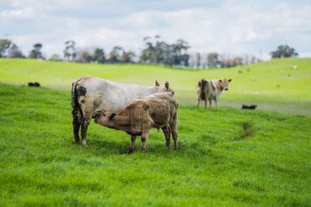 Pastos verdes, vacas felices, granjas sostenibles para generaciones por delante de la conservación ambiental y ganadera en hermosos paisajes agrícolas