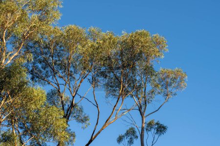 eucalyptus gum trees growing in a bush forest with oulther species of plants, native to Australia with the blue sky behind their leaves as they blow in the wing