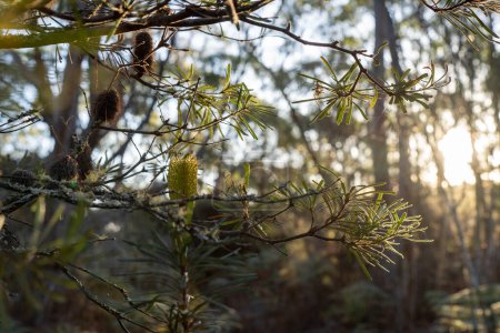 Bäume und Sträucher im australischen Buschwald. Gummibäume und einheimische Pflanzen wachsen in Australien im Frühling in Australien
