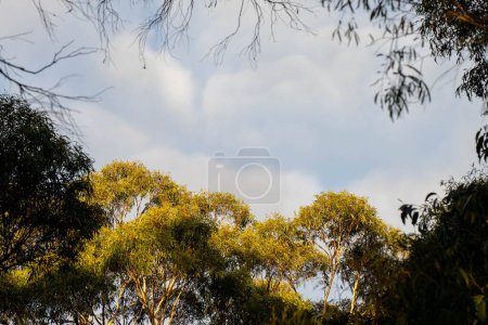 eucalyptus gum trees growing in a bush forest with oulther species of plants, native to Australia with the blue sky behind their leaves as they blow in the wing