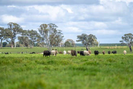 Rinderherde frisst Gras auf einem Feld in Australien. Südafrikanisches ganzheitliches Farmmanagement, das Kohlenstoff im Boden speichert. Rindfleisch und Fleisch anbauen